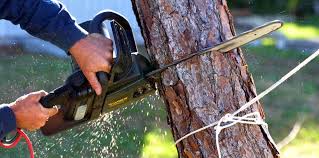 Trusted Irvington, NY Tree Care Experts