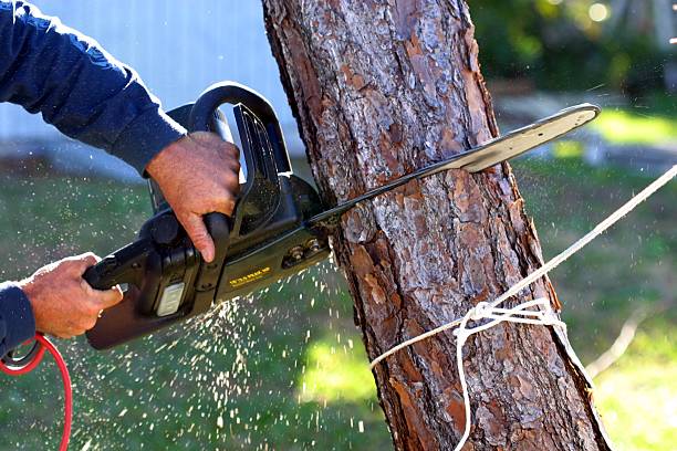 How Our Tree Care Process Works  in  Irvington, NY
